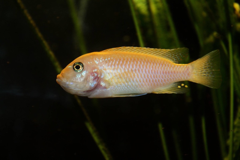 Maylandia pyrsonotos 'Mkondiwa Reef'